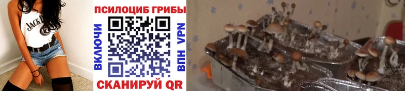 Галлюциногенные грибы мицелий  купить наркотики цена  Пласт 